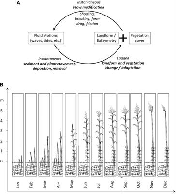 Bio-Physical Controls on Wave Transformation in Coastal Reed Beds: Insights From the Razelm-Sinoe Lagoon System, Romania
